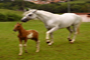 Garanhão mangalarga mineiro marchador Apache